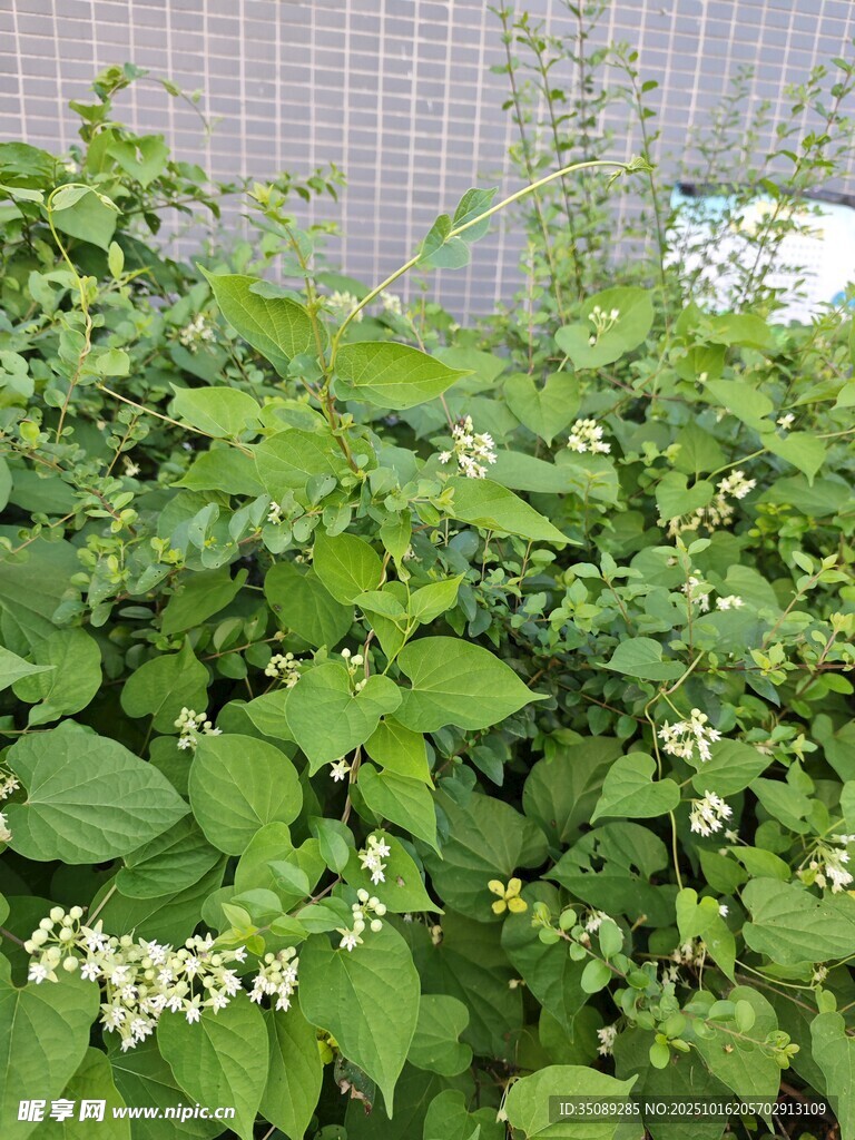 绿叶白花的繁茂植物