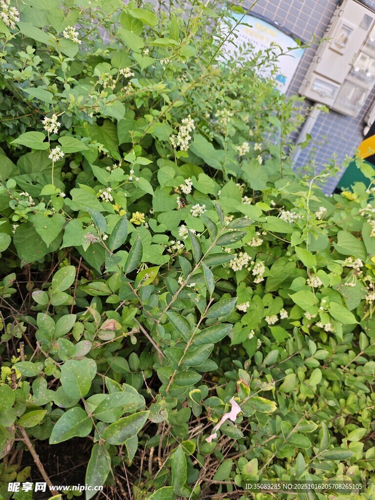 繁茂绿植生机盎然的景象