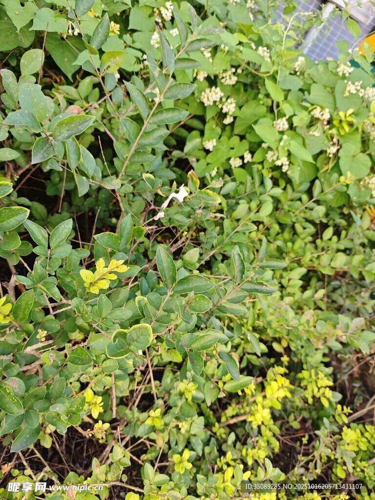 绿叶黄花的繁茂植物景观