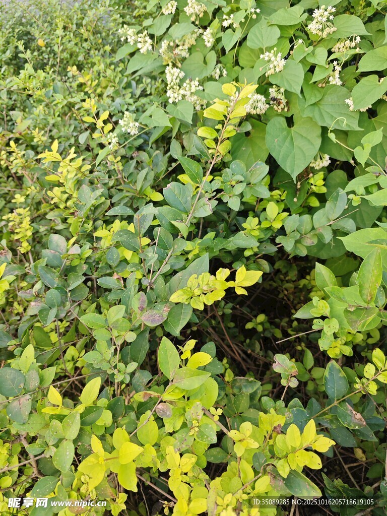 绿叶黄花植物景观