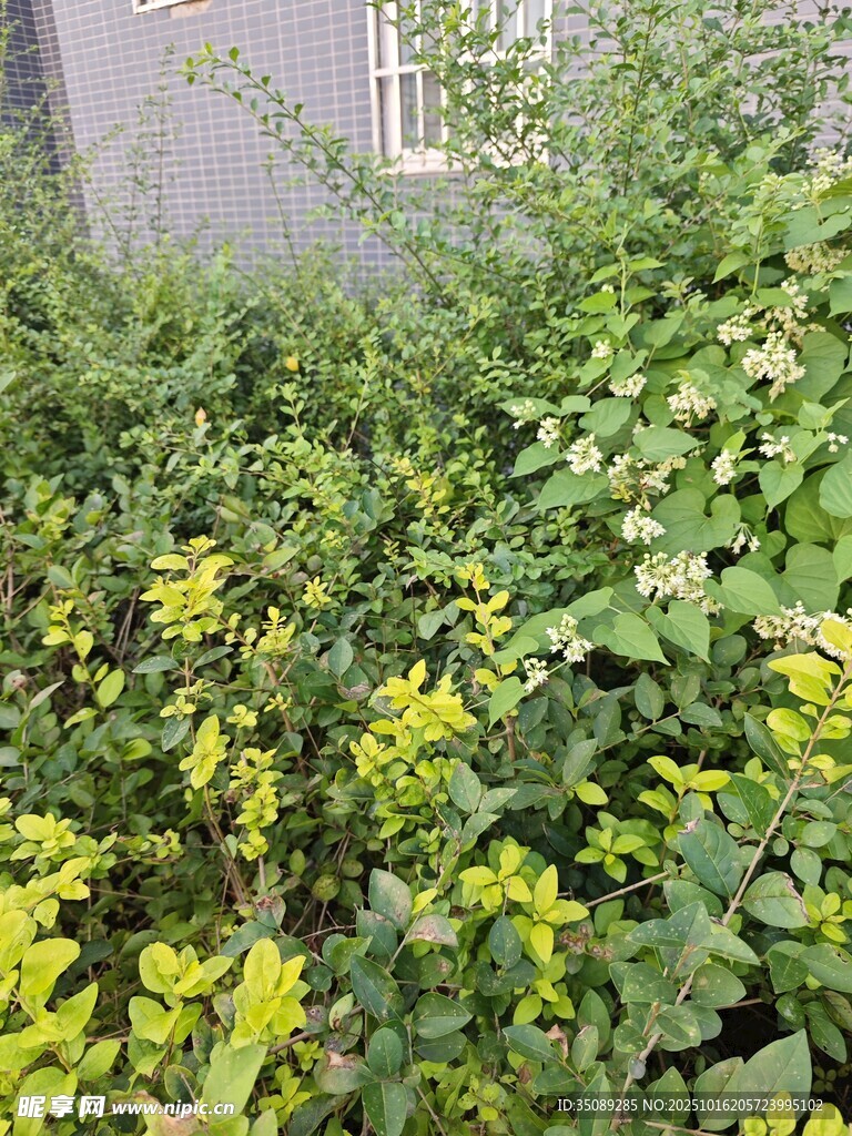 绿叶黄花的繁茂植物景观