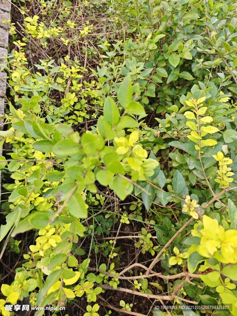 绿叶黄花植物特写