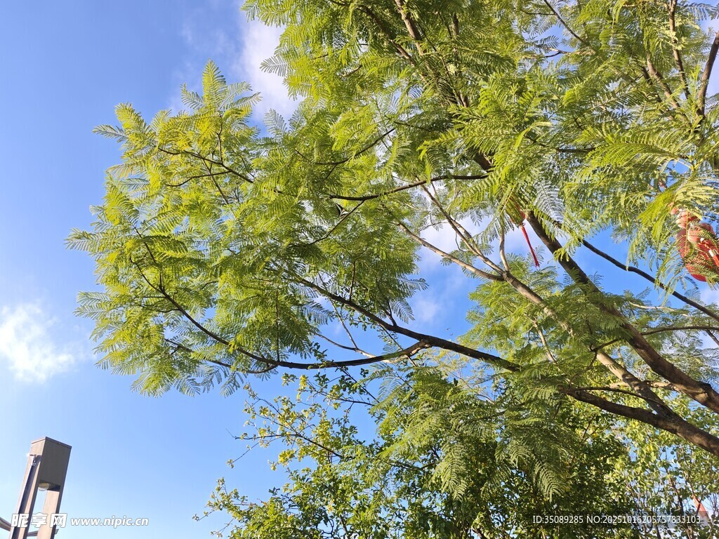 蓝天绿树的清新景致