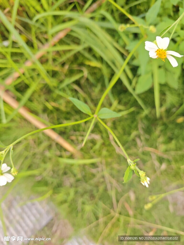 草丛中的白色小花