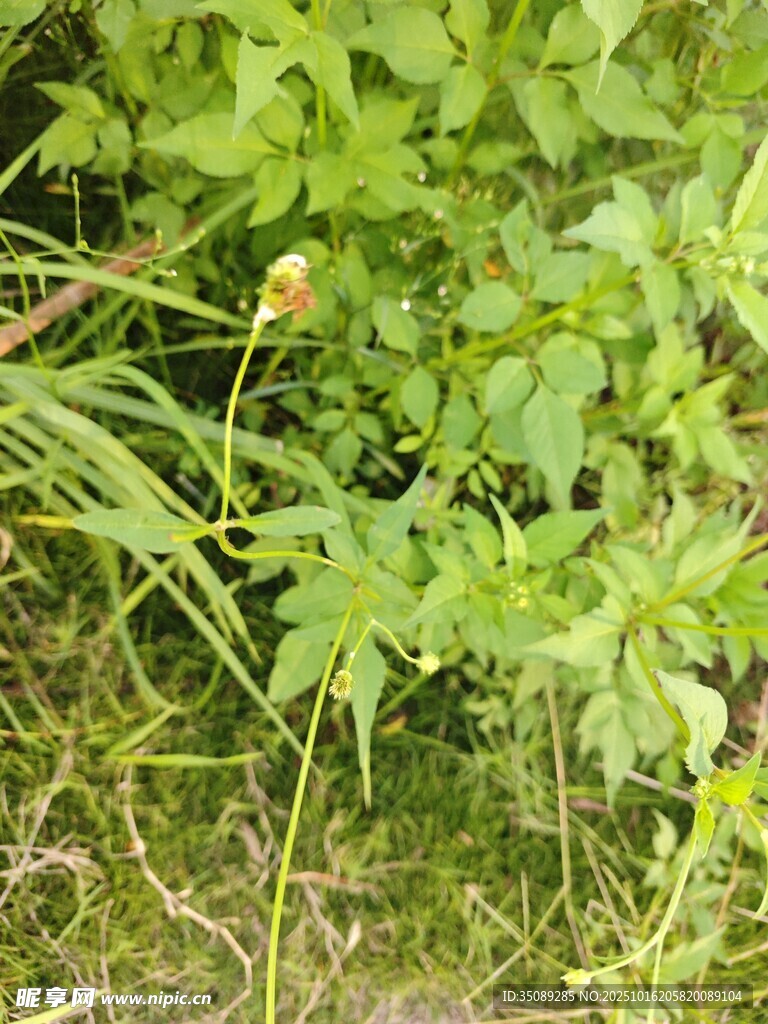 草丛中的野生绿植