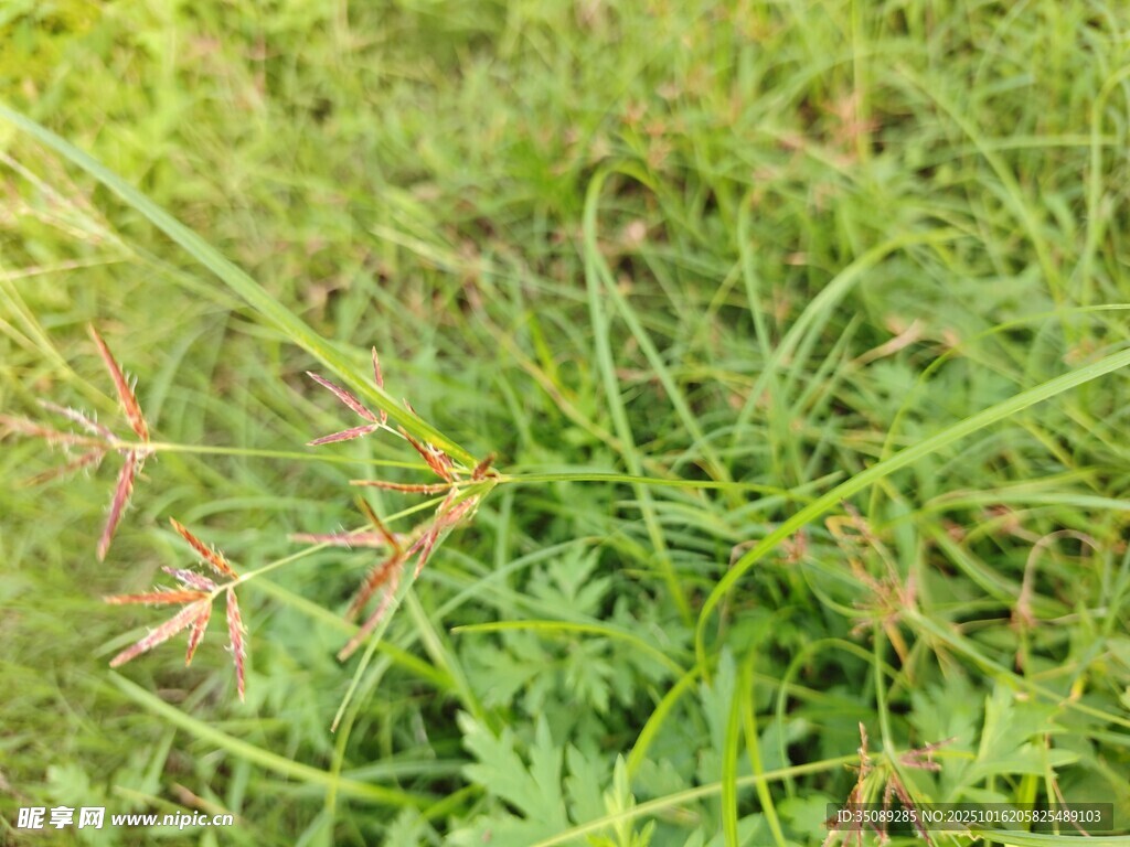 翠绿草地特写