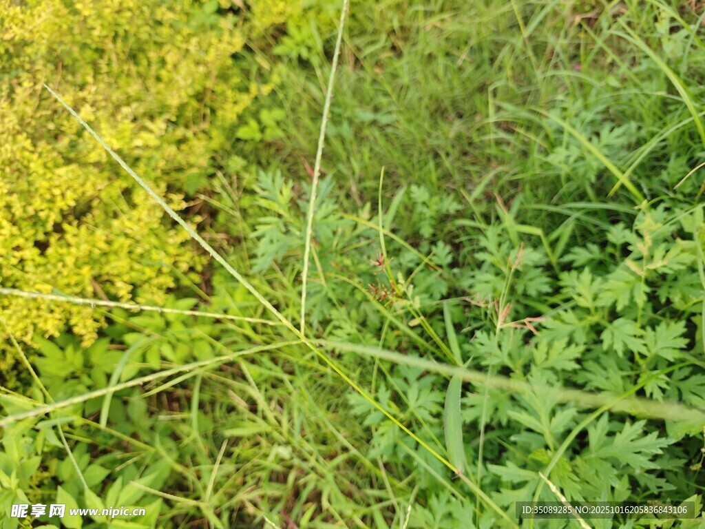 繁茂绿植自然清新景象