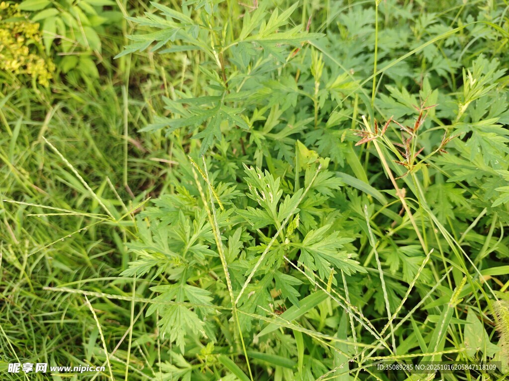 野外茂盛的绿色植物