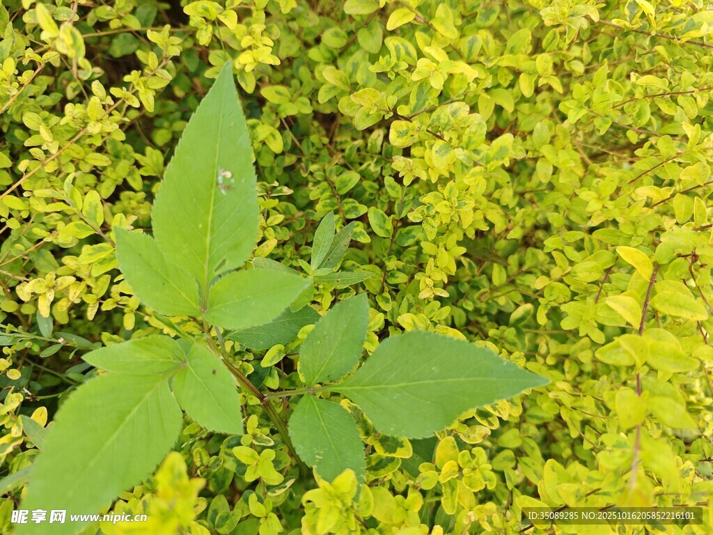 绿叶黄花间的清新植物