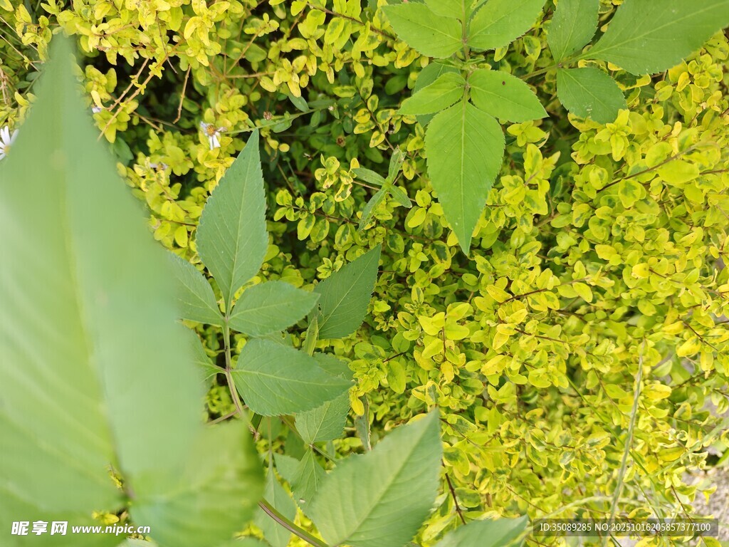 绿叶黄花植物特写