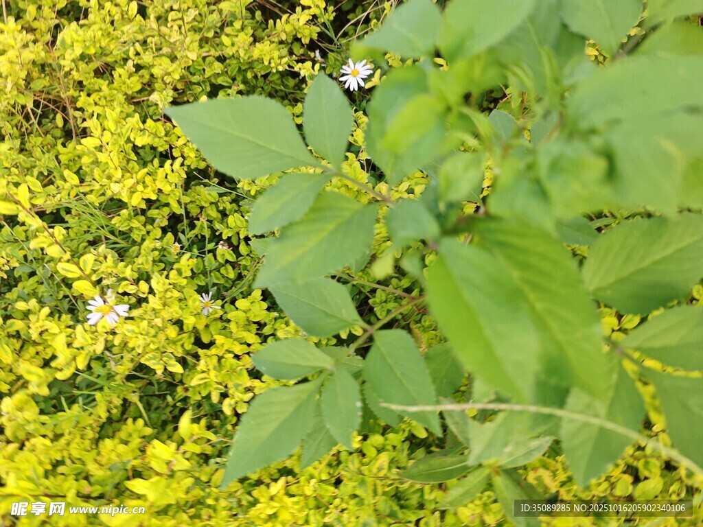 绿叶黄花自然景致