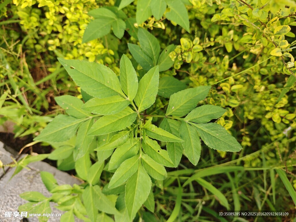 绿叶黄花的清新植物景象