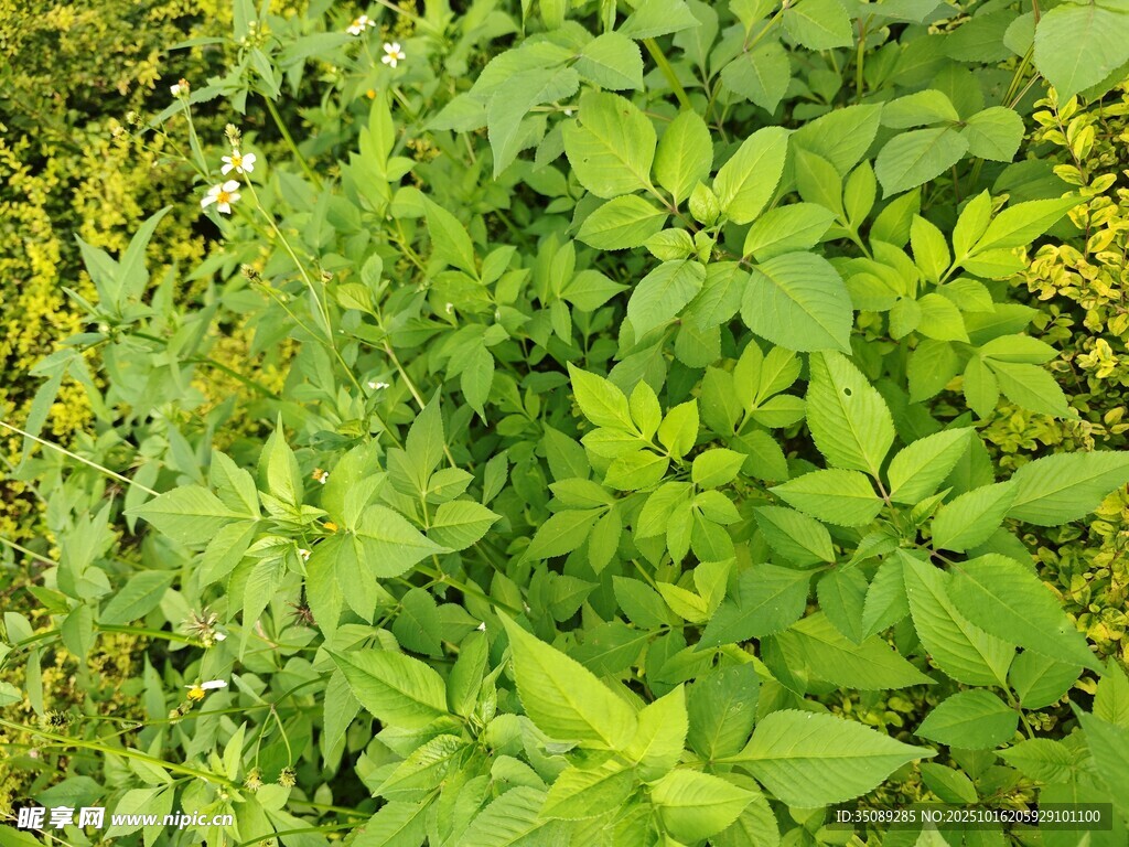 翠绿繁茂的植物景观
