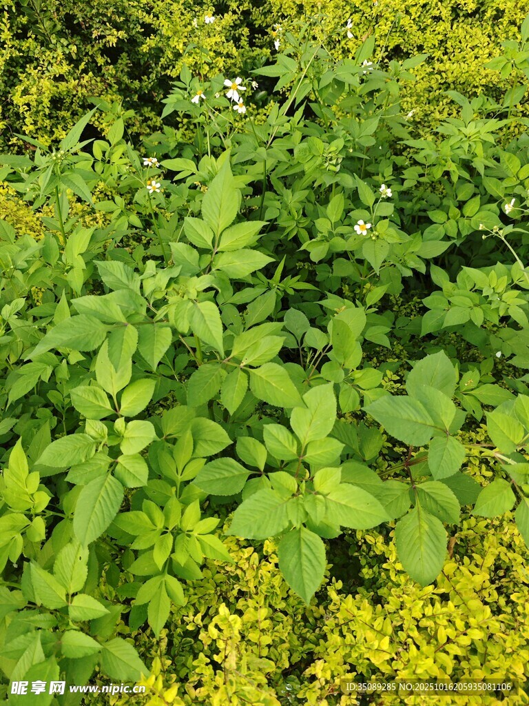 绿叶黄花的繁茂植物景观