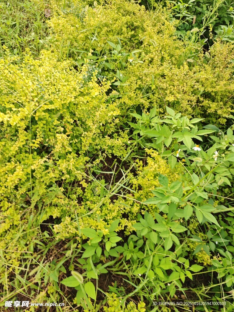 金黄翠绿交织的繁茂植物