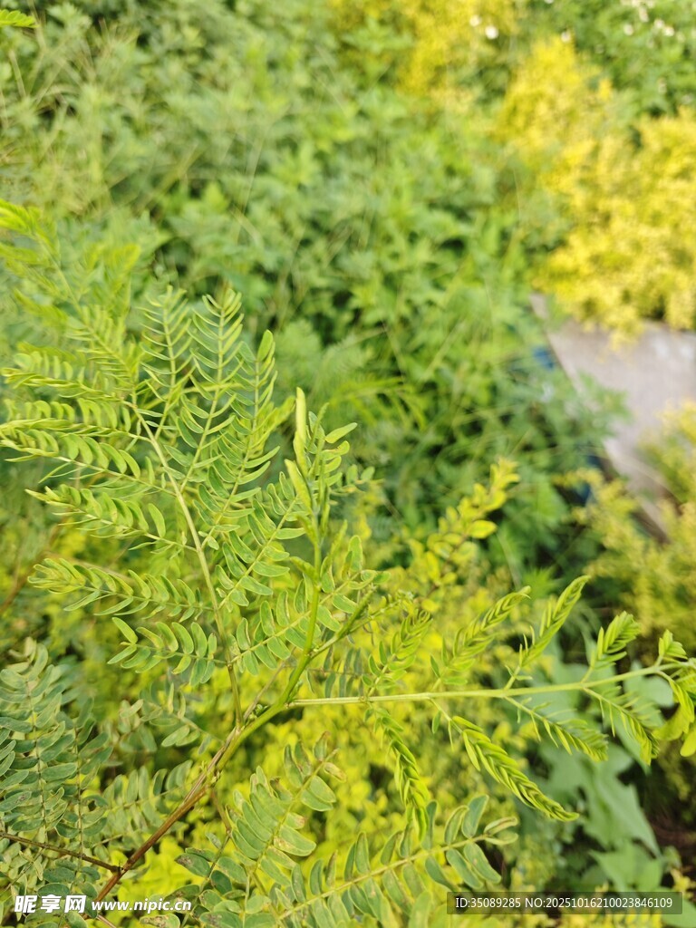 翠绿与金黄交织的植物景观