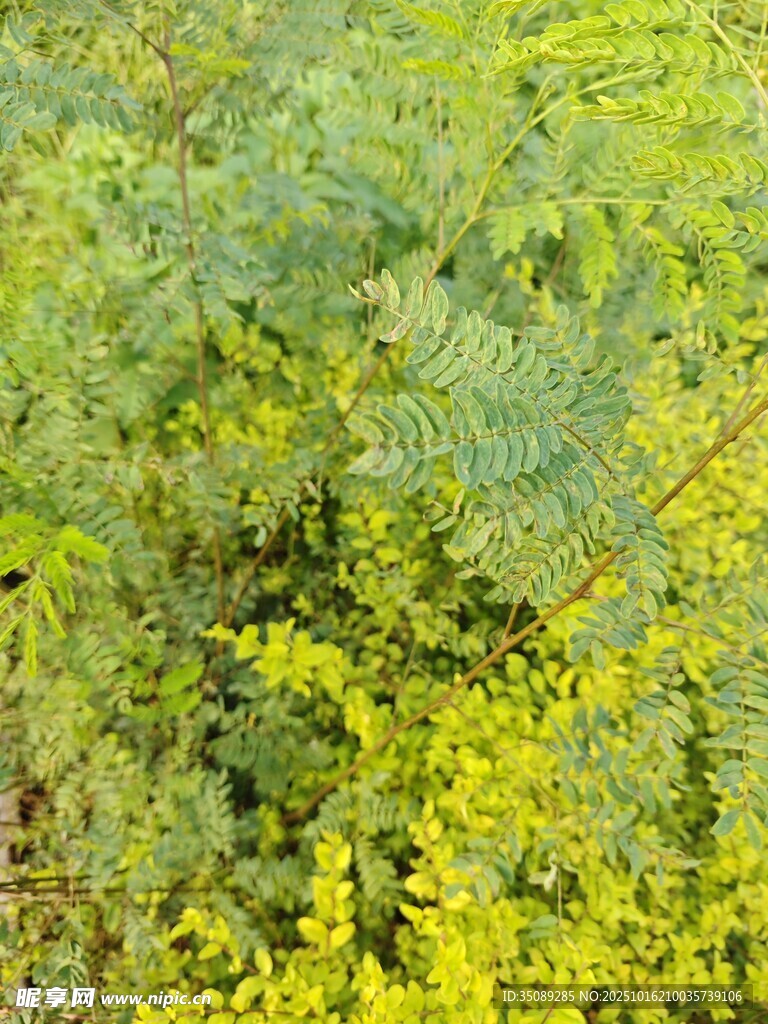 翠绿繁茂的植物景观