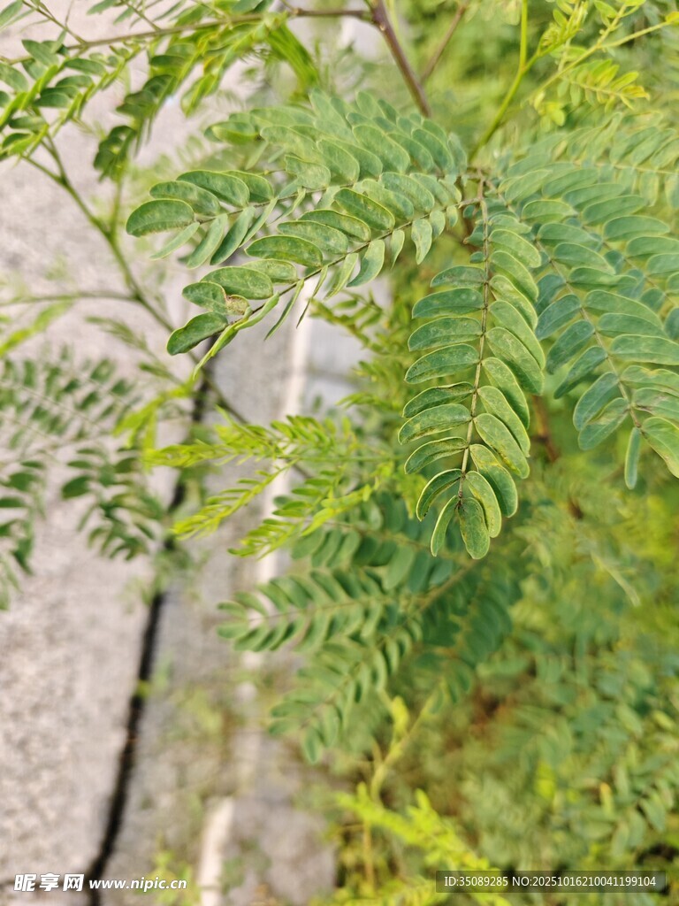 路边嫩绿的羽状复叶植物