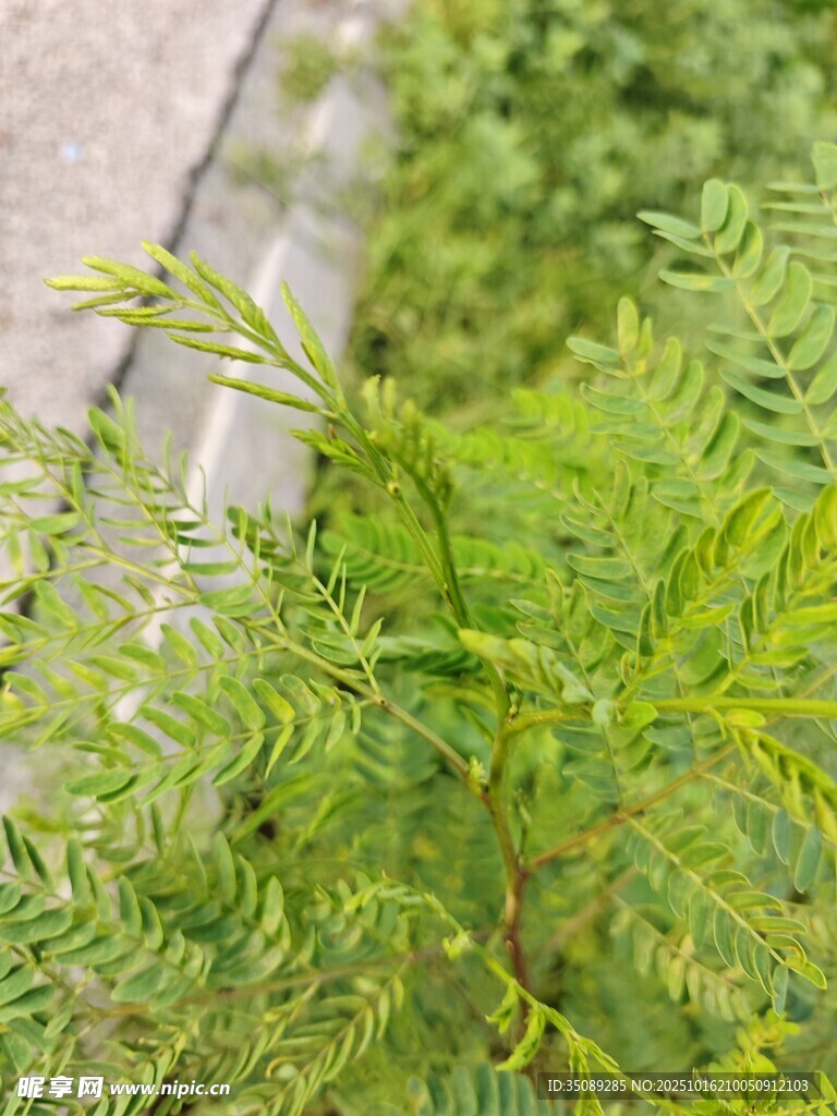 翠绿清新的蕨类植物枝叶