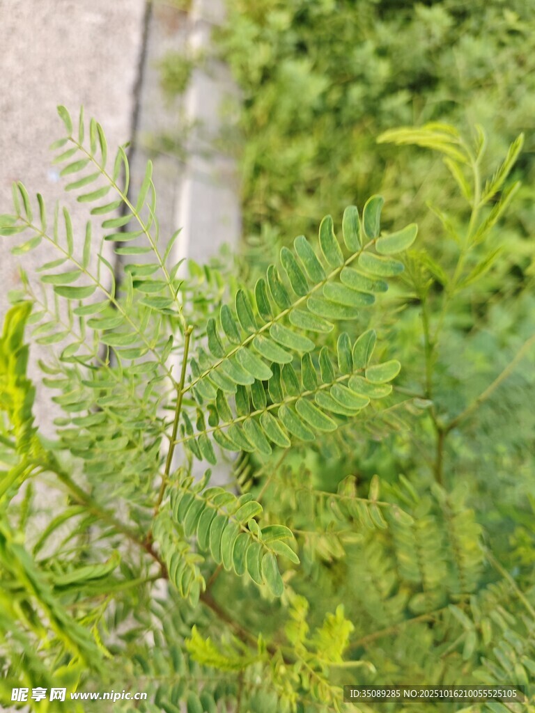 嫩绿植物特写
