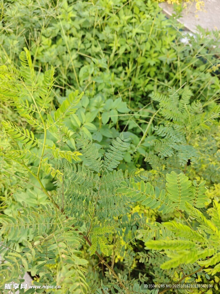 翠绿繁茂的蕨类植物