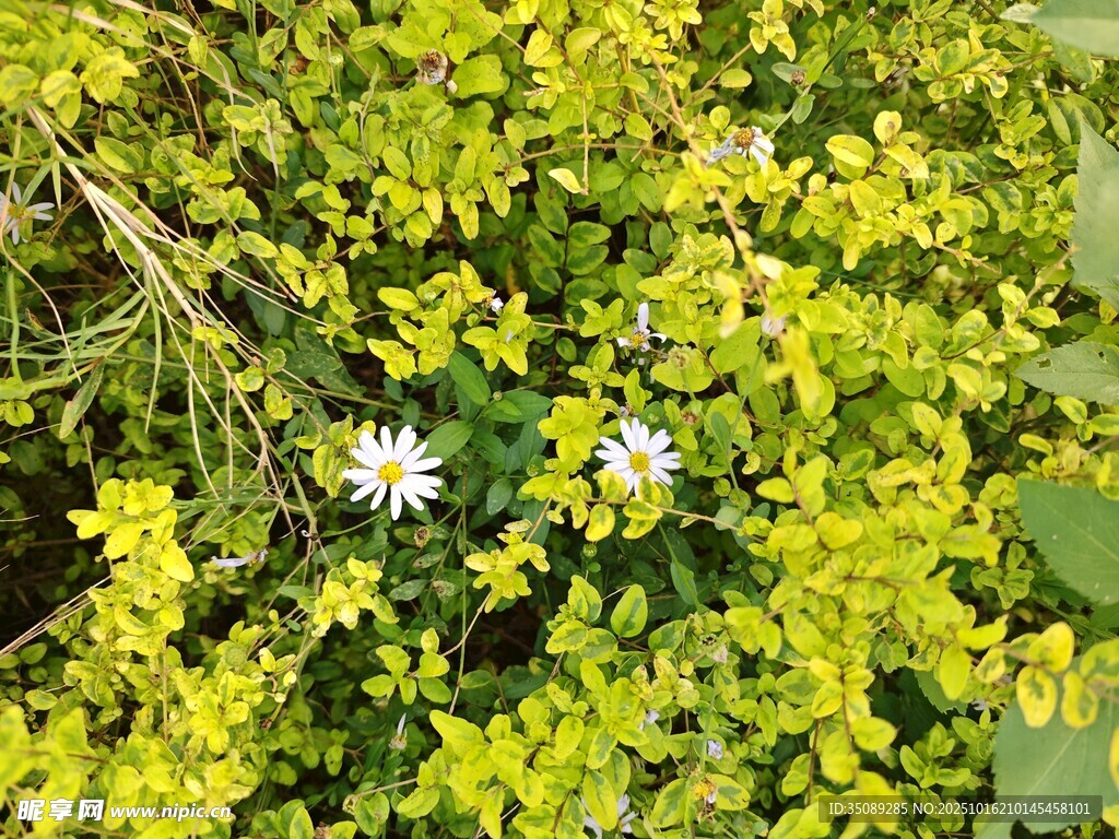 绿叶丛中的小白花