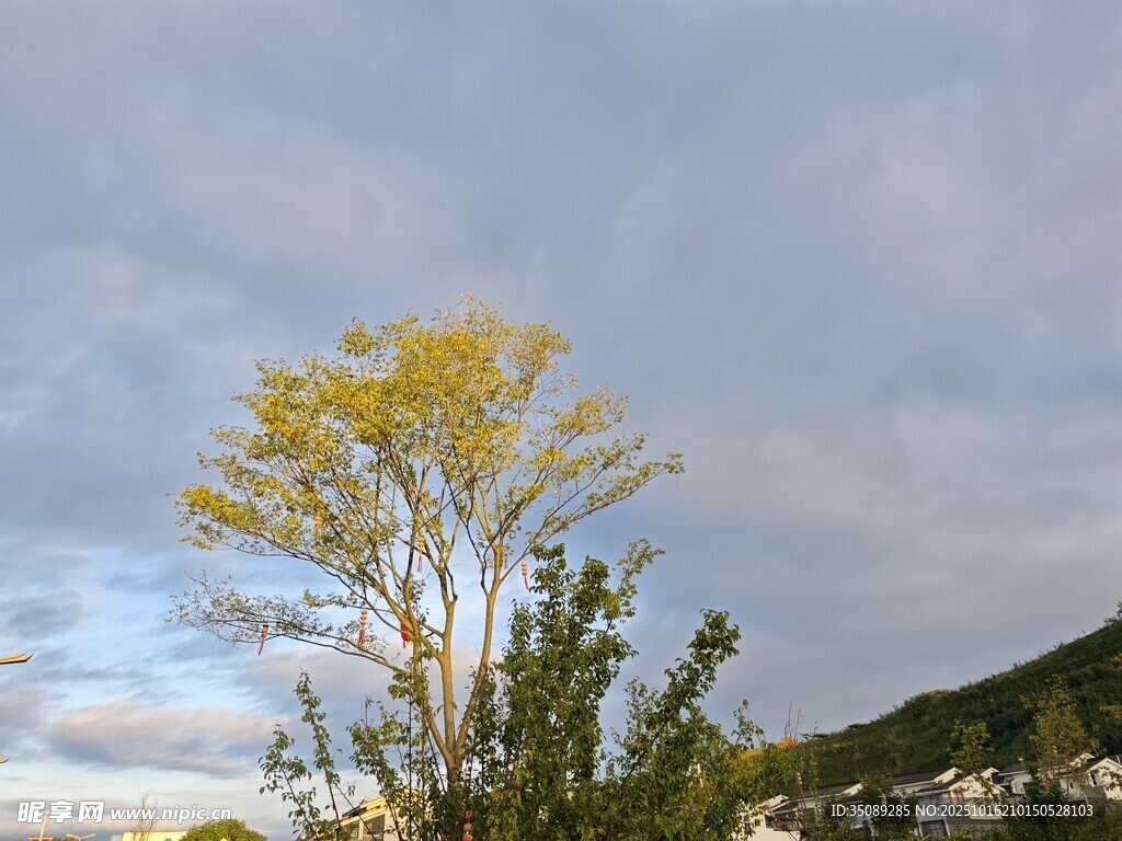 秋日孤树映于天际