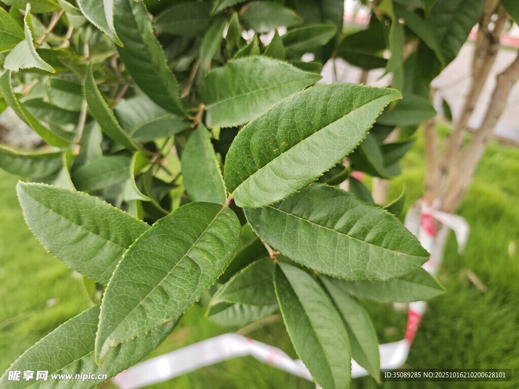 绿叶植物特写
