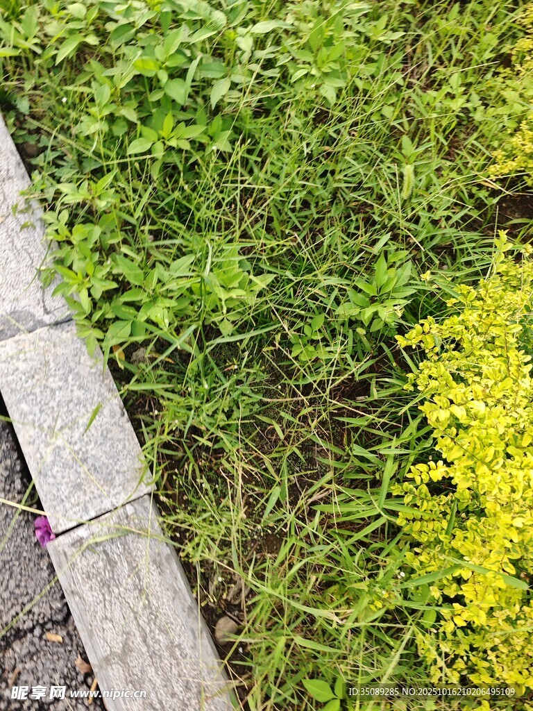 路边多彩绿植景观
