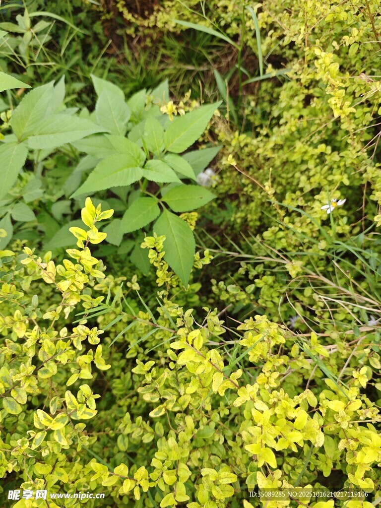 黄色小花与绿叶植物景观