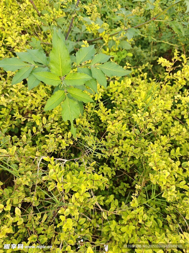 绿叶丛中的独特植物