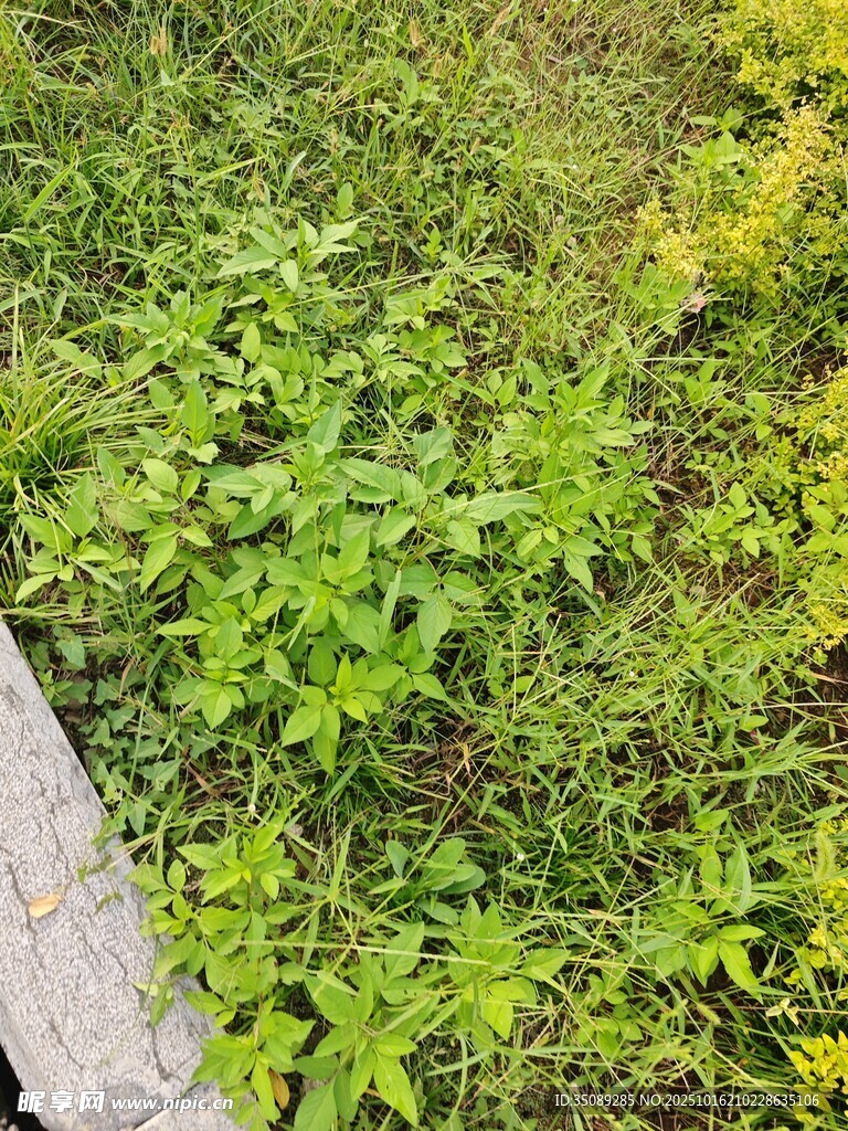 路边嫩绿繁茂的野草