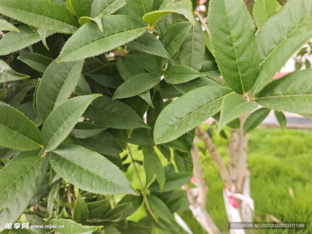 绿叶繁茂的植物景象