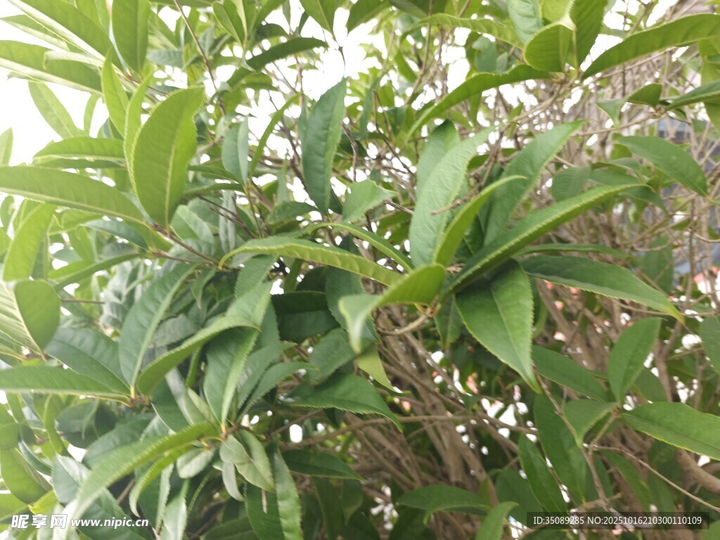 绿叶白花的繁茂植物