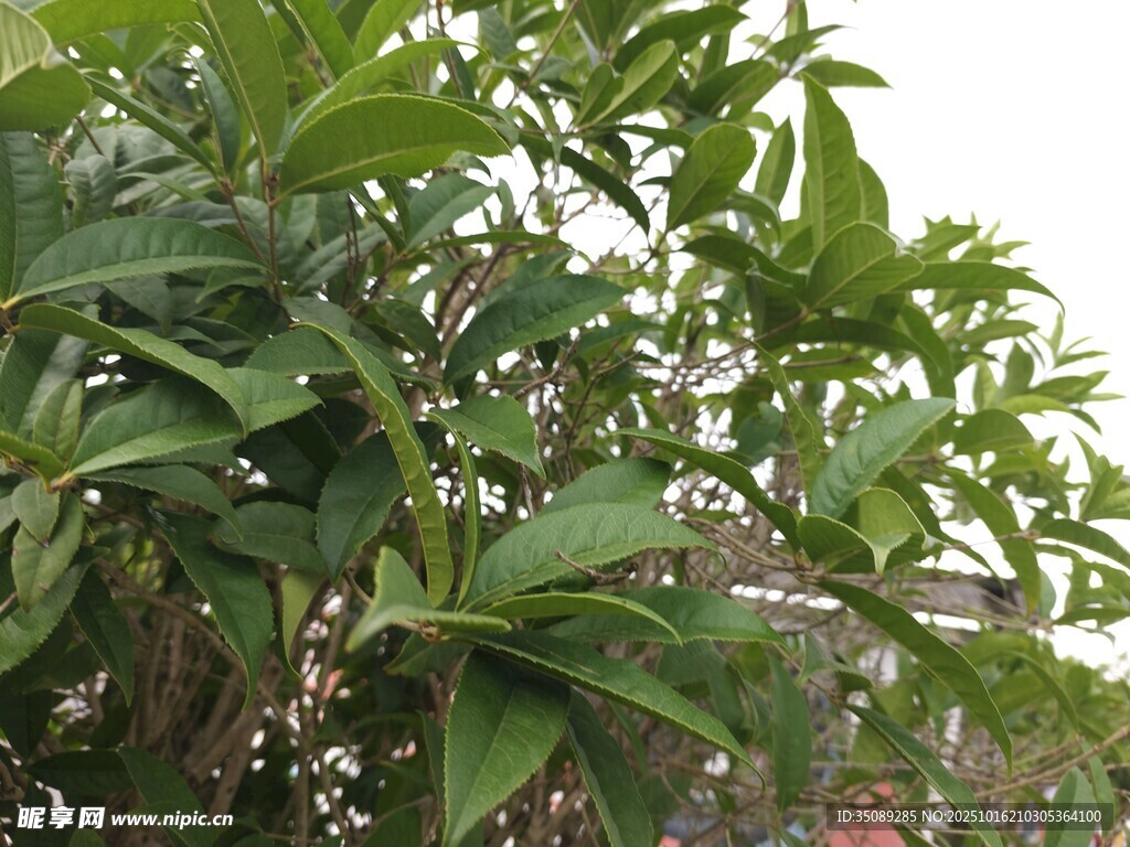 绿叶白花的繁茂植物