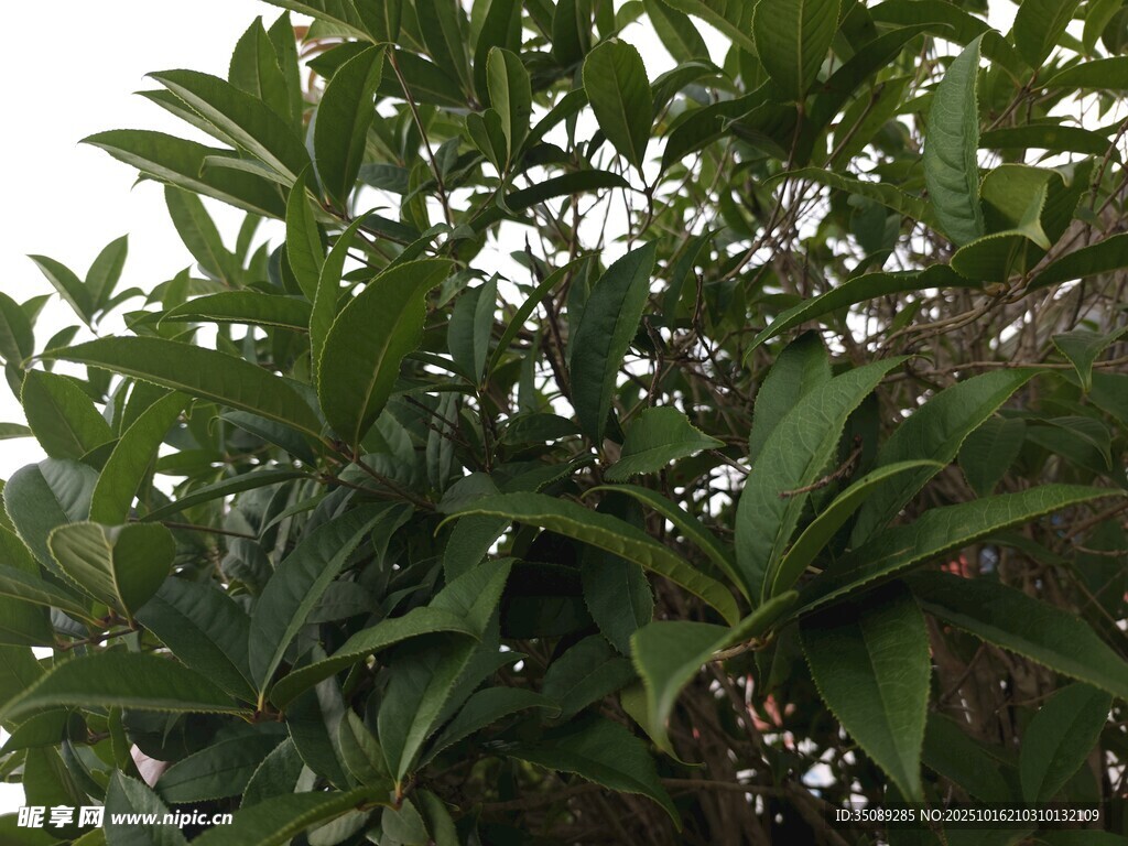绿叶繁茂的树木景象