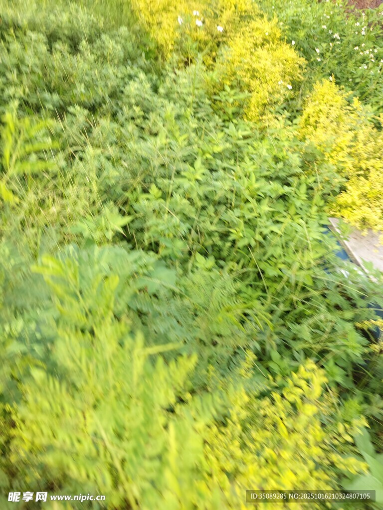 繁茂绿植黄绿交织的景致