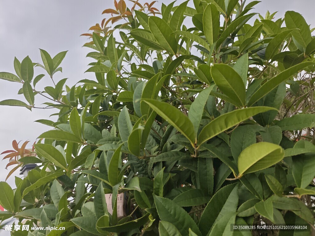 绿叶繁茂的绿植景观