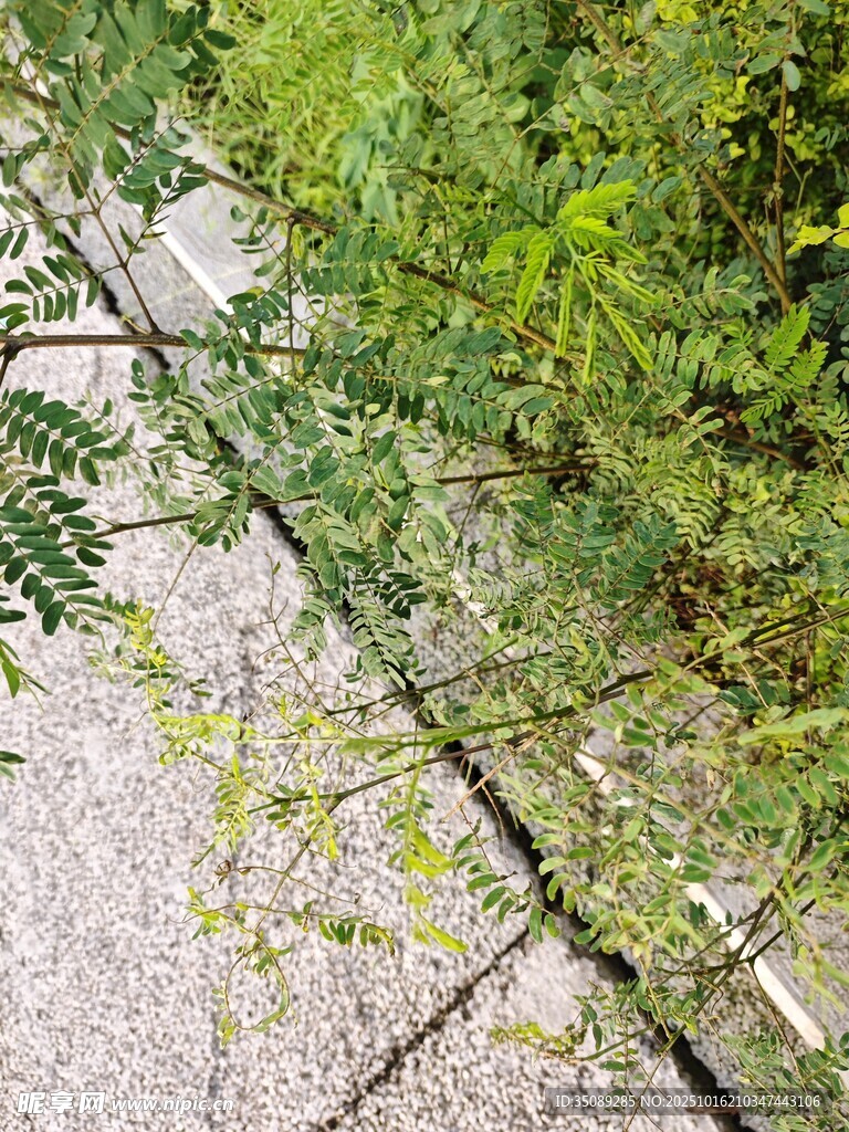 石板路旁的翠绿植物