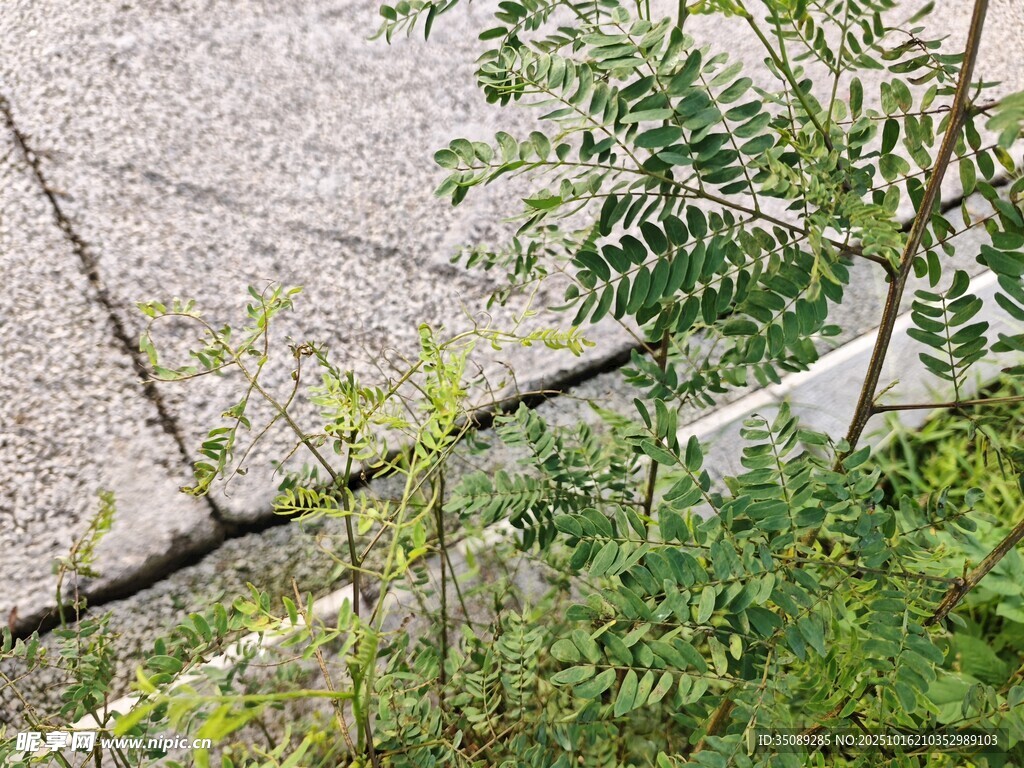 路边缝隙生长的绿色植物