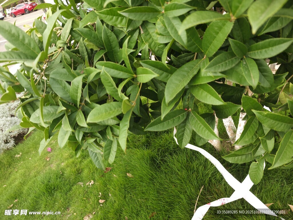 绿叶繁茂的清新植物景象