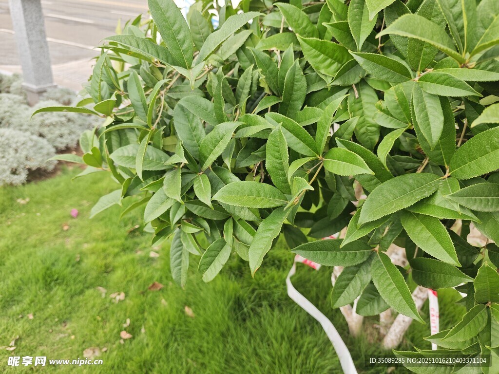 绿叶繁茂的翠绿植物