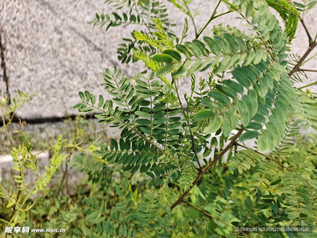 墙边生长的翠绿植物