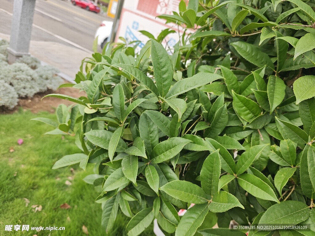 绿叶繁茂的绿植景观