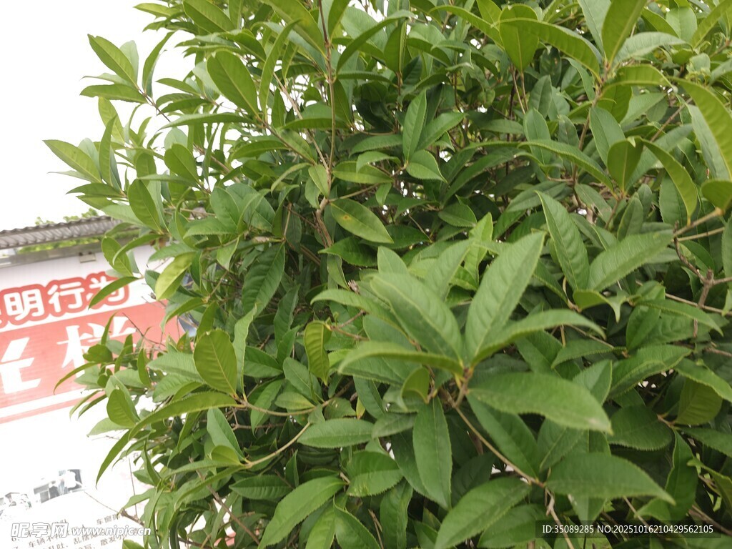 绿叶繁茂的植物