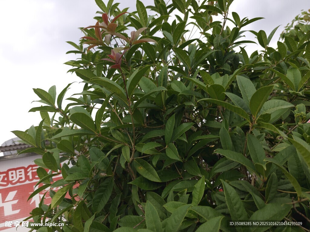 绿叶繁茂的植物