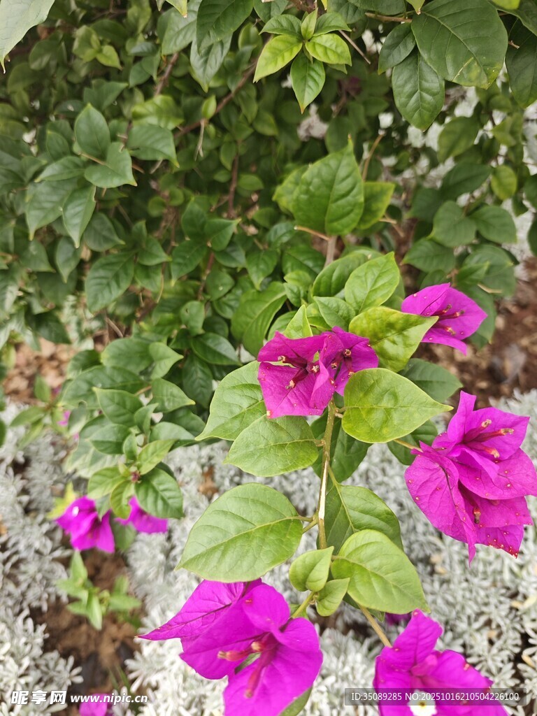 艳丽紫花绽放绿叶间