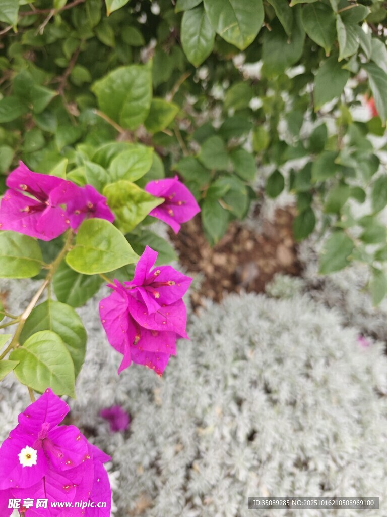 娇艳三角梅绽放于绿植间