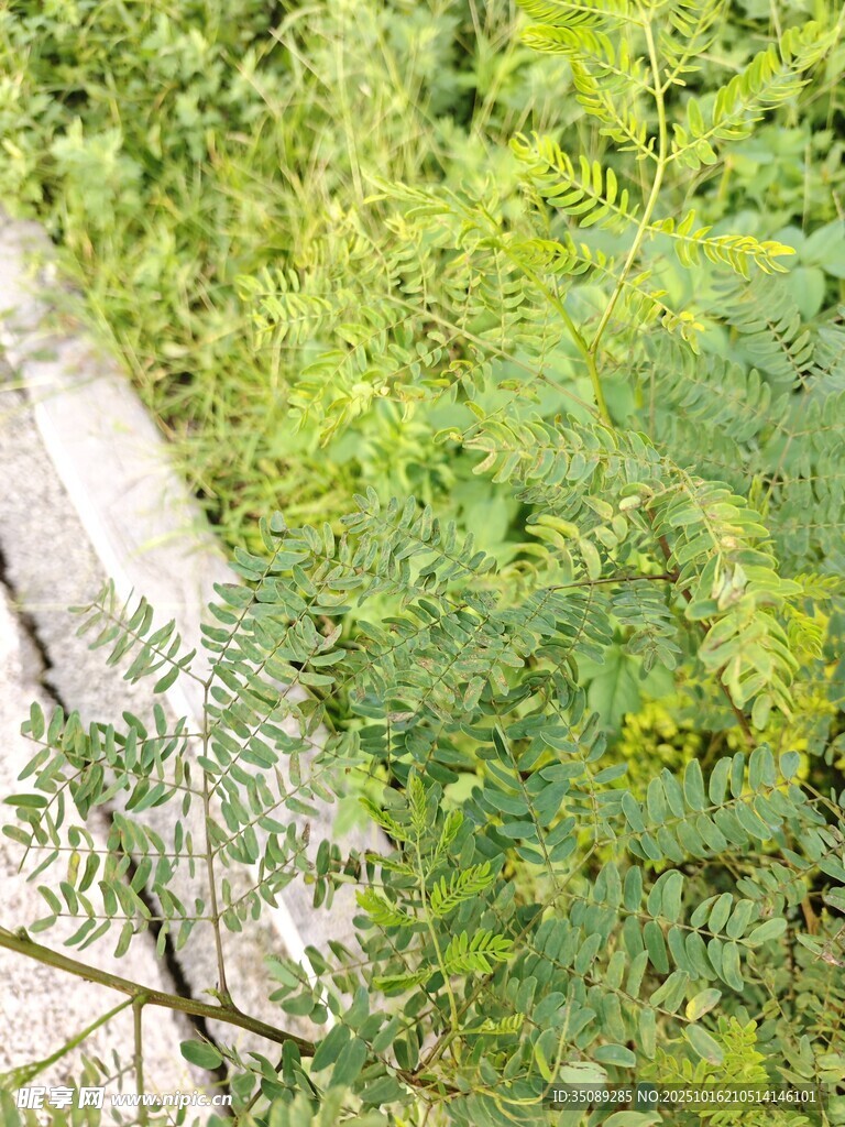 林间小道旁的繁茂绿植