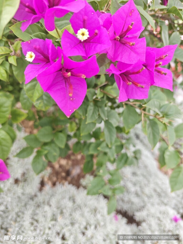 艳丽三角梅绽放